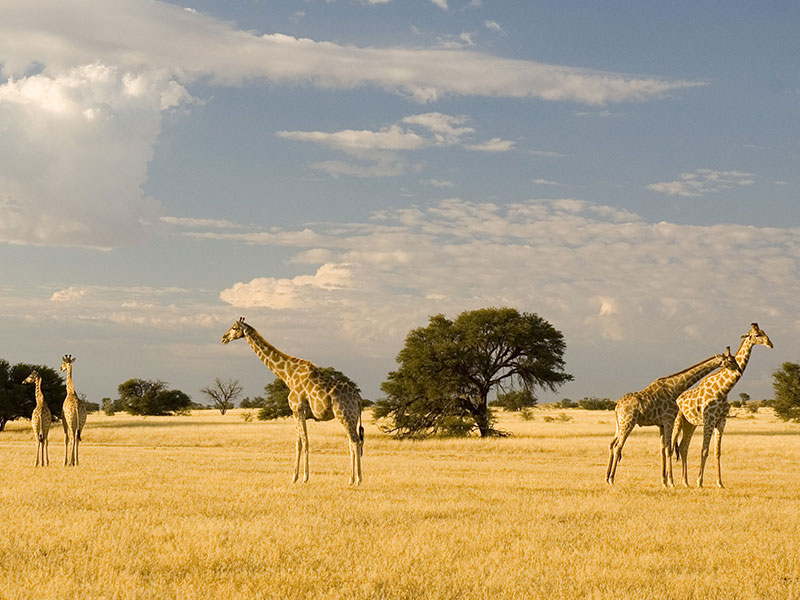 Eco-friendly-travel-tips-for-Namibia-1