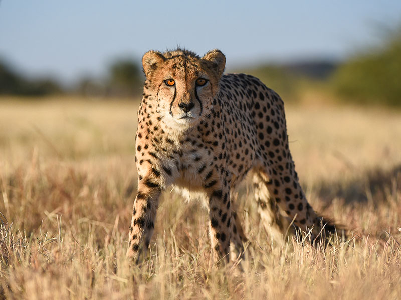 Eco-friendly-travel-tips-for-Namibia-5