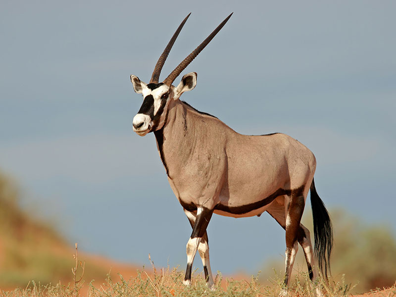 Tips-and-tricks-for-a-safe-and-enjoyable-camping-holiday-in-Namibia-2