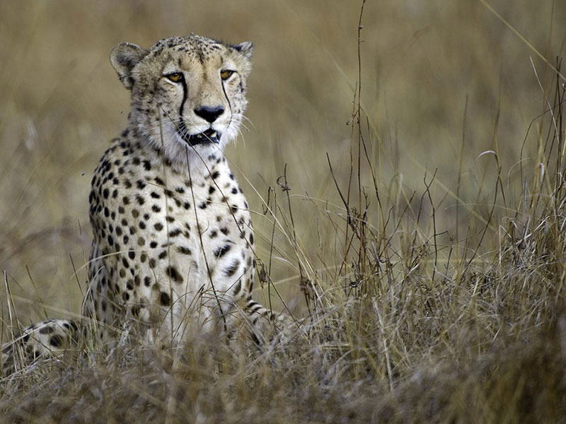 Wildlife-photography-in-Namibia-tips-for-breathtaking-photographs-1