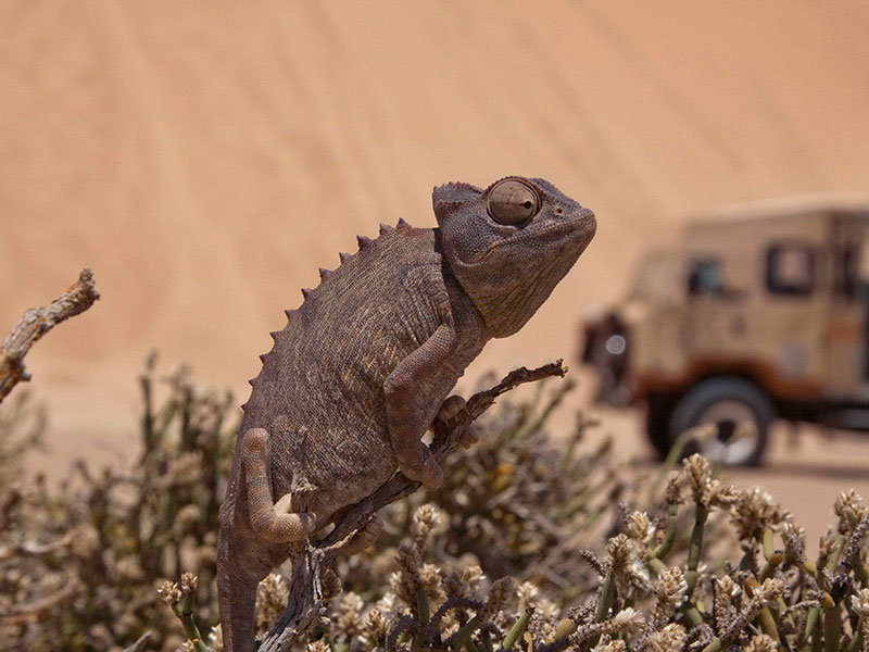 Wildlife-photography-in-Namibia-tips-for-breathtaking-photographs-2