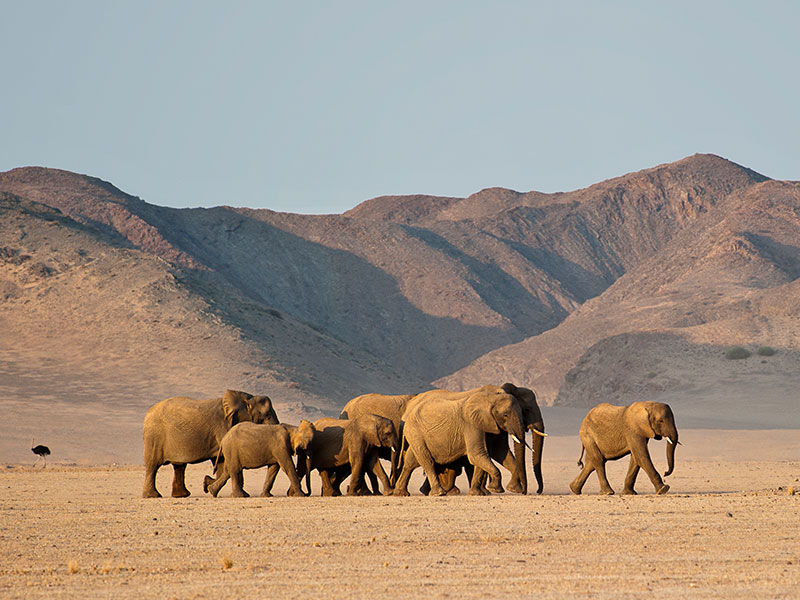 Wildlife-photography-in-Namibia-tips-for-breathtaking-photographs-3