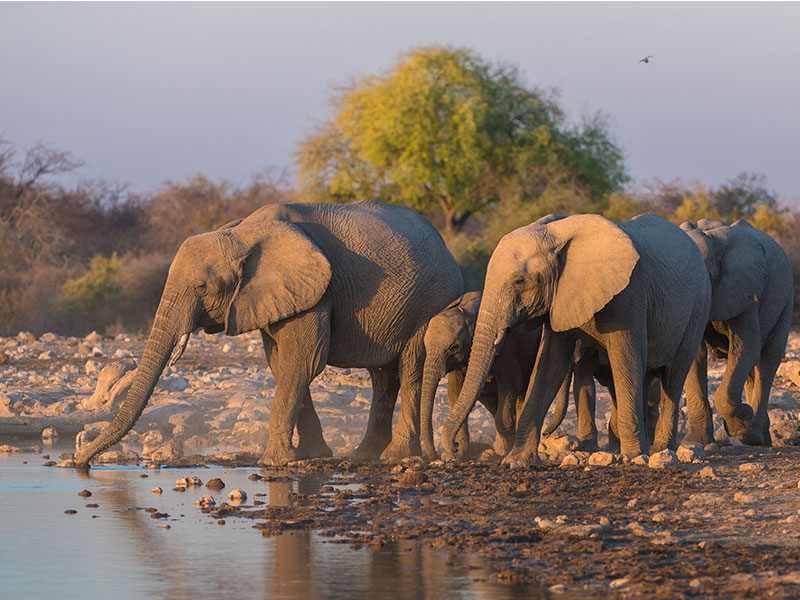 Wildlife-photography-in-Namibia-tips-for-breathtaking-photographs-4