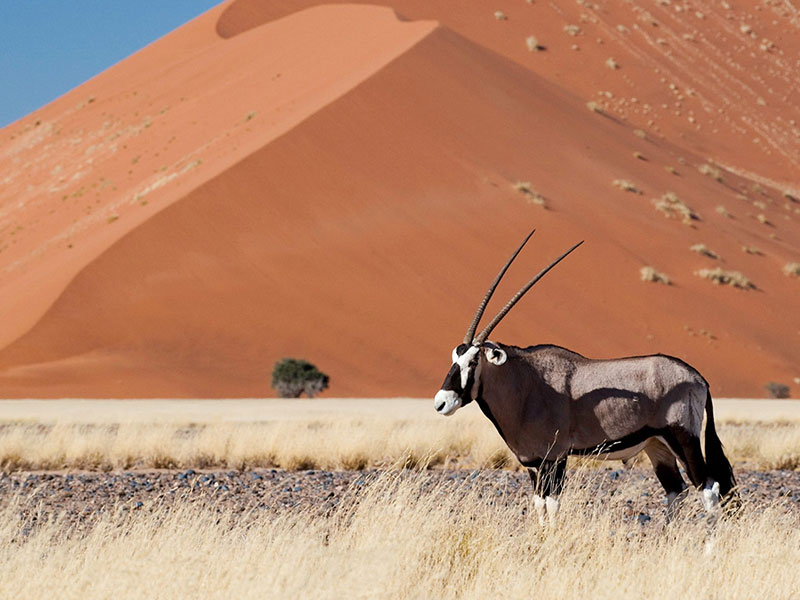 Wildlife-photography-in-Namibia-tips-for-breathtaking-photographs-5
