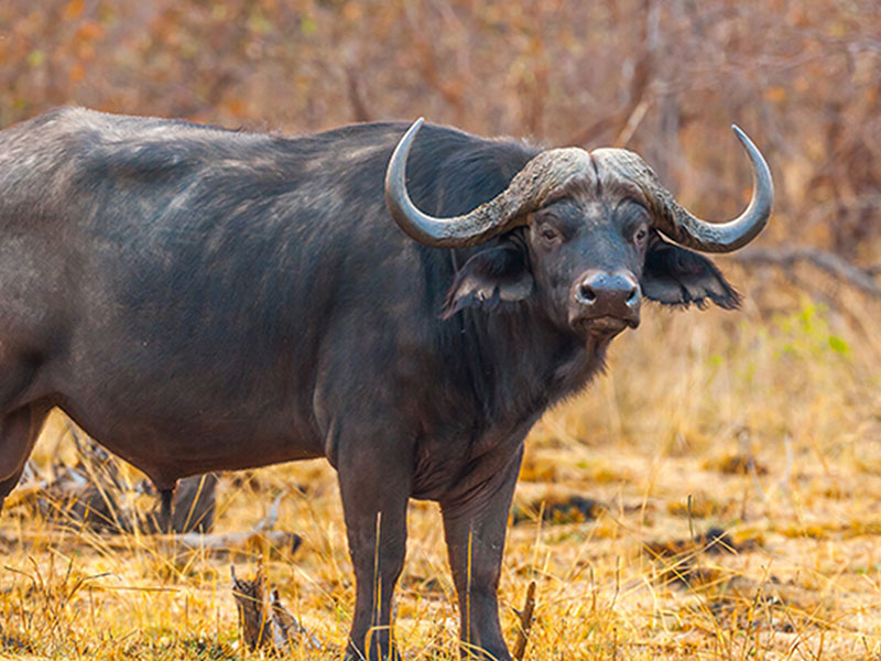 Wildlife-photography-in-Namibia-tips-for-breathtaking-photographs-6