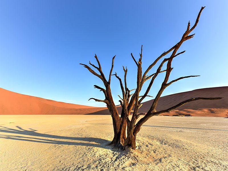 Desert-Rare-Animals-1