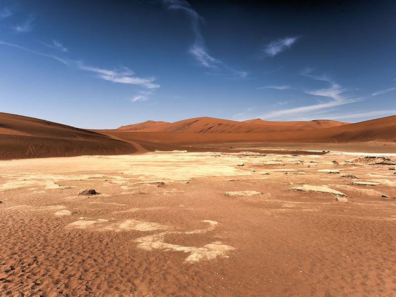 Desert-Rare-Animals-2